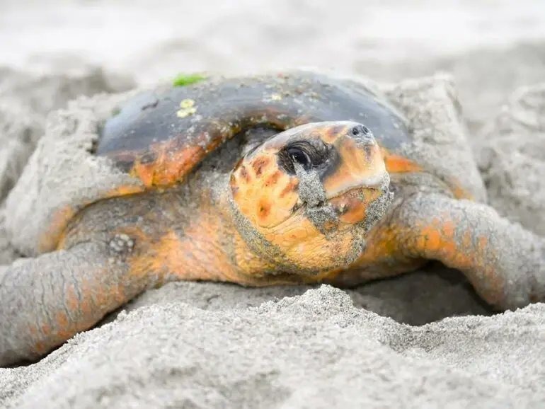 Oman Takes Legal Action After Tourists Sit on Nesting Sea Turtle